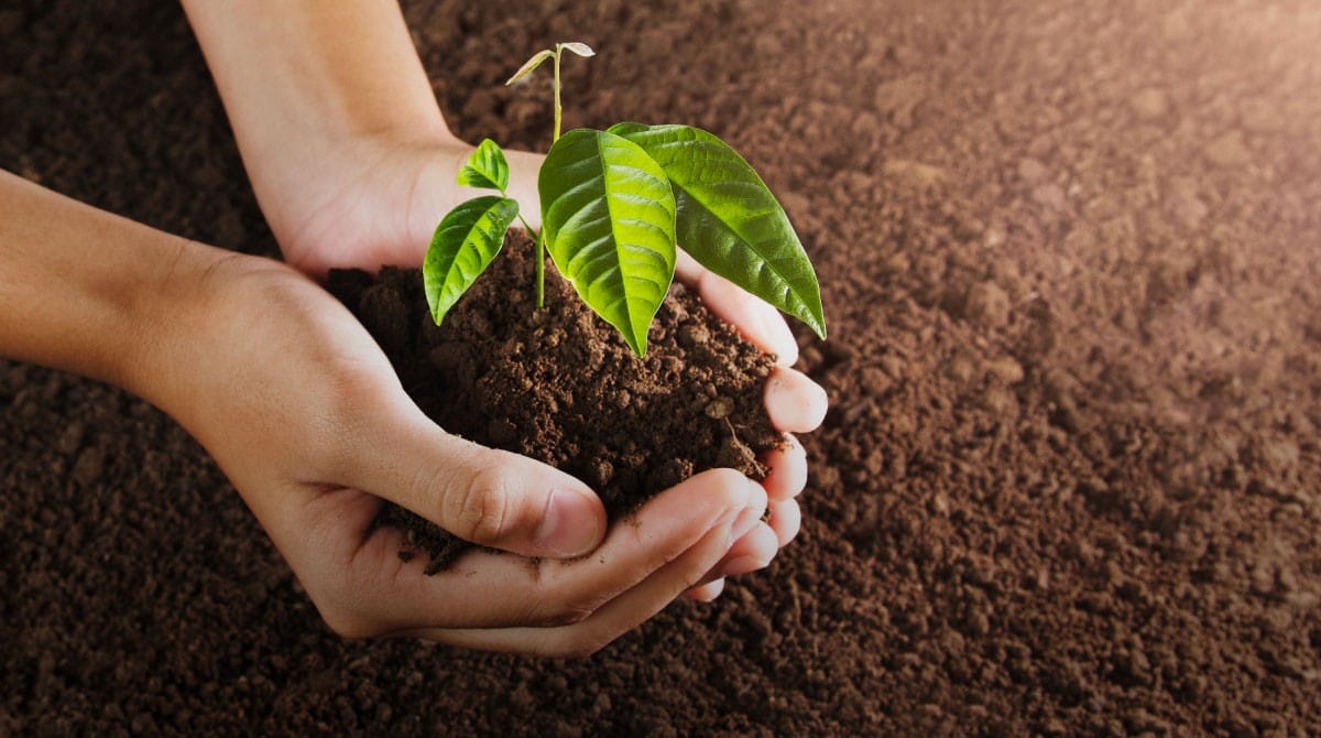 300 Trees in California for CloudCasa